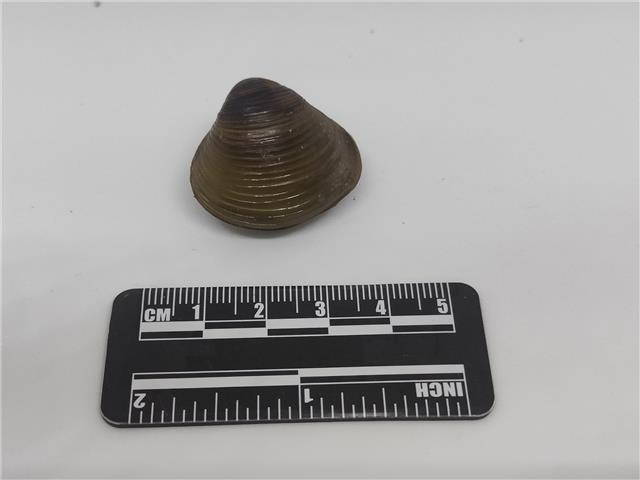 河蜆